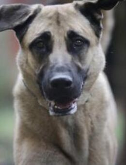 Bailey sucht ein großes Zuhause - Pirmasens