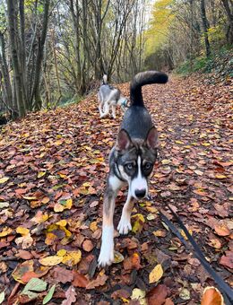 Aussky Welpen - Nickenich