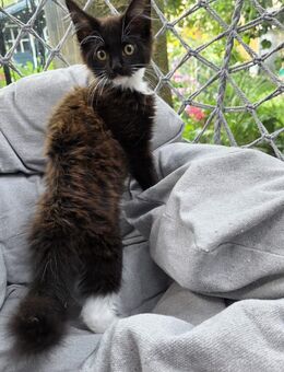 Katzenbabys - Salzgitter