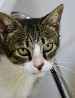 Katy, neugierig, offen, agil - Westerholt