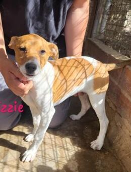Izzie Junghündin sucht Kissen 02/25 ESP - Ruppertsecken