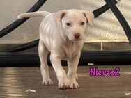 Nieves2 kl.Welpe sucht Begleitung 2/25 - Ruppertsecken