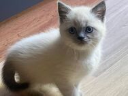 British katzen - Wuppertal