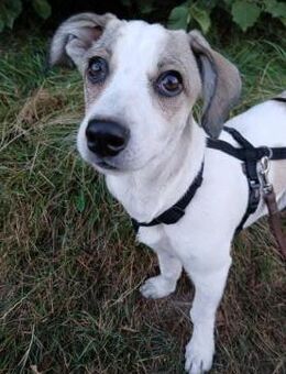 Nala sucht ihr Glück - Ludwigshafen (Rhein)