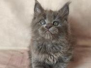 Maine Coon Kätzchen Reinrassige - München