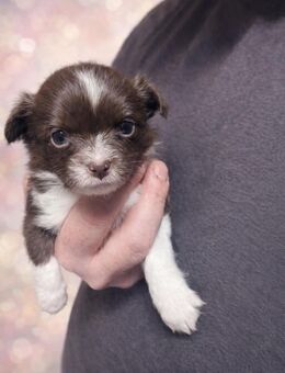 Zwei Chihuahua Rüden in gute Hände zu vermitteln - Frömmstedt