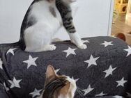 Fluffy sucht mit Paco weiches Körbchen - Margetshöchheim