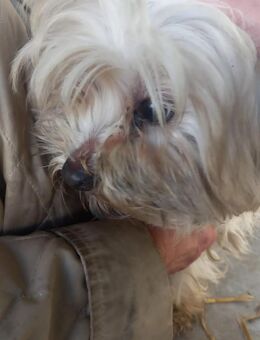 Bella, schüchternes Malteser Mädchen - Remagen