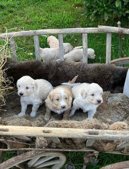 Aussiedoodle - Wissen