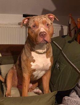 OEB Mischling ( American Bulldog ) - Lindow (Mark) Zentrum