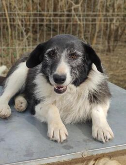 NESCHA - ältere Herzenshündin 💖 - Kallmünz