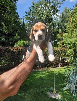 Beaglewelpe Bruno - Kohlberg (Bayern)
