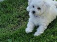 Bichon Frisé Welpen in 21354