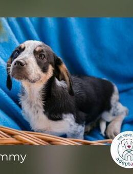 Tommy: Hundekind sucht ein Zuhause - Kirchzell