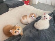 BKH/Persische langhaar Kitten - Wülfrath Zentrum