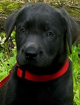 Wunderschöner Labrador Welpe mit Ahnentafel - Herne Holthausen