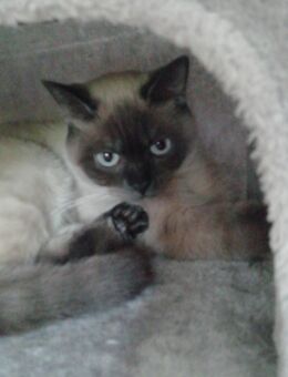 Katze bkh - Gelsenkirchen