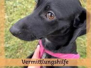 Vermittlungshilfe für Vesna 🐾🩷 - Saarbrücken