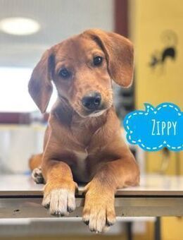 Zippy ein kleiner Freund fürs Leben - Flörsheim-Dalsheim