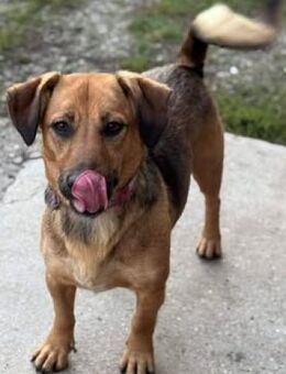 DAGGI liebe Hundemama sucht Zuhause - Kempen