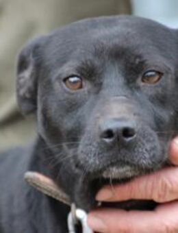 Bonni - kinderlieb u. sehr verspielt - Lohra