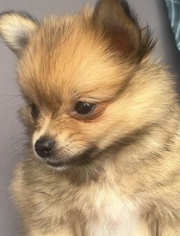 Pomchi Rüde sucht ein liebevolles Zuhause - Hausen (Regierungsbezirk Niederbayern)