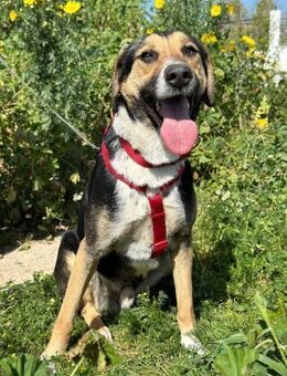 Mike sucht nach seinem für immer Zuhause - Krefeld