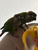 Dringend zahmes Bleisteissittch Pärchen komplett mit Käfig und Freiflugbaum in 28832