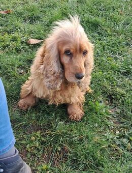 Borka, hübsche Cocker Spaniel Dame - Remagen