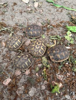 Griechische Landschildkröten Testudo hermanni hermanni zu verkaufen - Leer (Ostfriesland) Zentrum