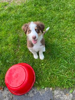 Nur noch dieser süße Australian Shepherd Welpe