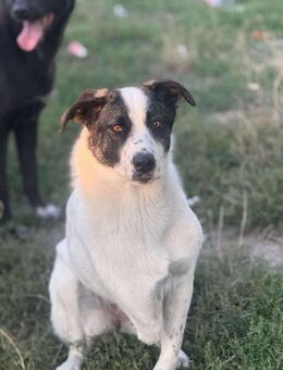 Betsy quietschfidel und putzmunter - Langenhagen