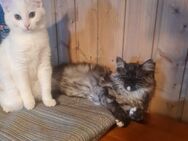 Britisch Langhaar und Türkisch Van Mix Katzen - Hude (Oldb)