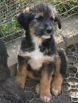 Welpenmädel Luzie 💕 - Laufen