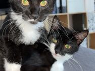 Zwei kleine Katzen suchen ein liebevolles zu Hause - Leegebruch