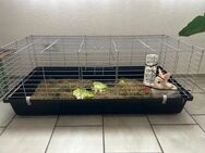 2 Löwenzahn Kaninchen schwarz/weis - Weil (Rhein)