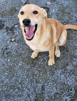 Hübsche Panna auf Körbchensuche! - Nürnberg