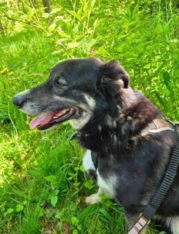 Toni Schäferhund Mischling sucht seinen Mensch oder Familie - Querfurt