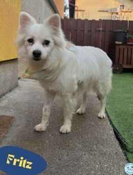 Fritz SR - gelassen, rüstiger Rentner - Rheine