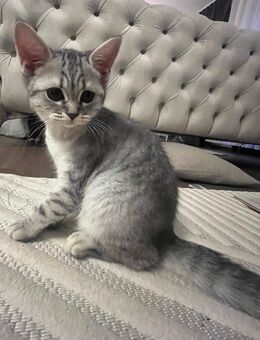 Reinrassige Bkh kitten 13 Wochen alt katzenbaby - Lollar