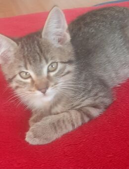 Katzenbabys - Pielenhofen