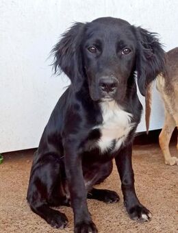 Welpenmädchen Beau sucht ein Zuhause - Tornesch