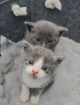 2 bezaubernde Baby-Kitten suchen ein liebevolles Zuhause - Castrop-Rauxel