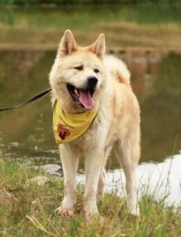 Wer schenkt Hachiko ein Zuhause? - München