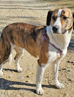 Nandi hat ein freundliches nettes Wesen - Schwarmstedt