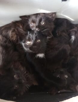 7 Kätzchen abzugeben - Herbolzheim