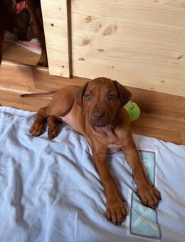 Rhodesian Ridgeback Livernose Welpen Hündin - Kirchweidach