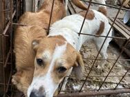 Nika-Lemon - Ruhiges Zuhause gesucht - Hamburg