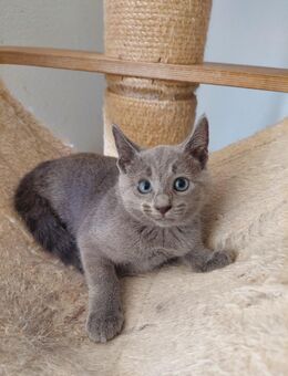 Kitten russisch blau und weiss mit Stammbaum. - Diesbach GL