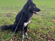 Border Collie/Harzer Fuchs Mix - Rostock Lichtenhagen